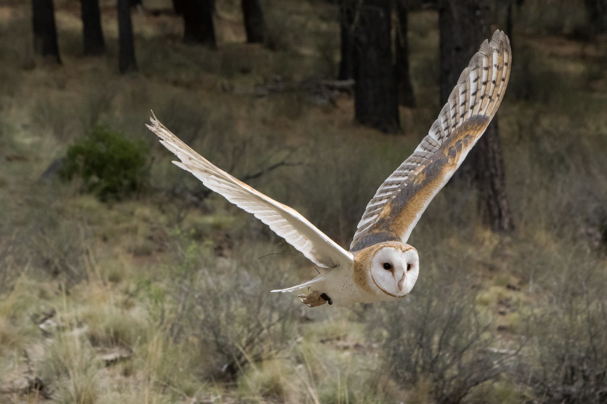 How owls are flying to save Greek farmers from rodents and pesticides |  Investigate Europe